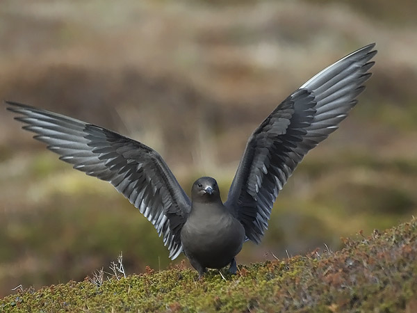 Merikihu, Parasitic Jaeger, Stercorarius parasiticus